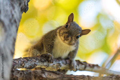 Curious Young Squirrel