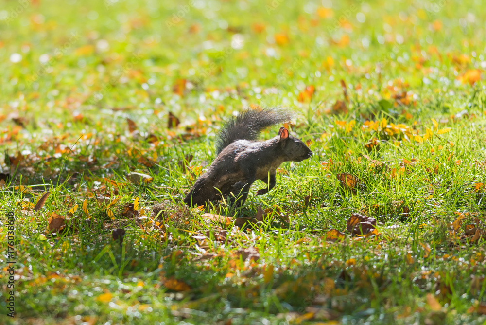 Squirrel Squirrel