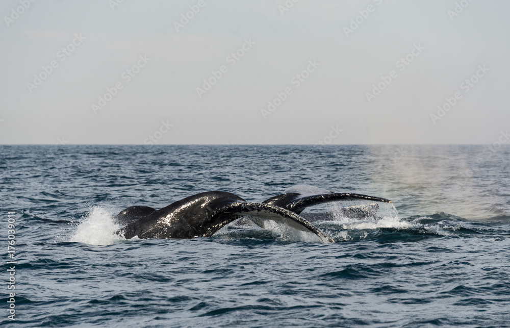 Two humpback whale tail flukes, east coast of South Africa during the annual migration of whales north to warmer waters. Two humpback whale tail flukes, east coast of South Africa during the annual migration of whales north to warmer waters.