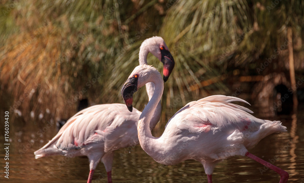 Naklejka premium Pink lesser flamingo, Phoeniconaias minor