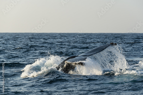 Humpback whale tail fluke. Image was taken during the annual migration of whales up the east coast of South Africa north to warmer waters. © wildestanimal