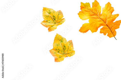 Fall Leaves Isolated photo