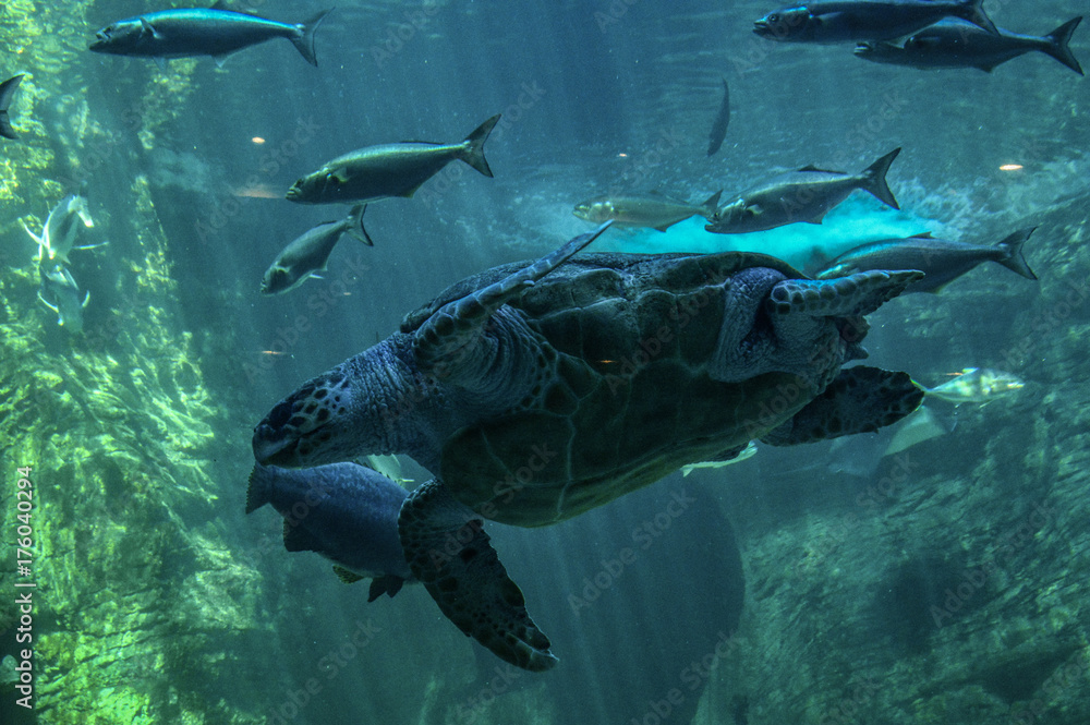 Fototapeta premium Tortuga
