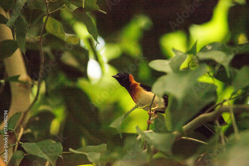 Male long-tailed paradise-whydah bird Vidua paradisaea photo