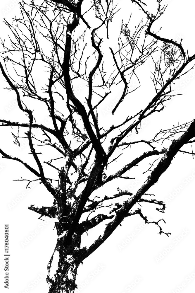 Fototapeta premium Dried tree of art.