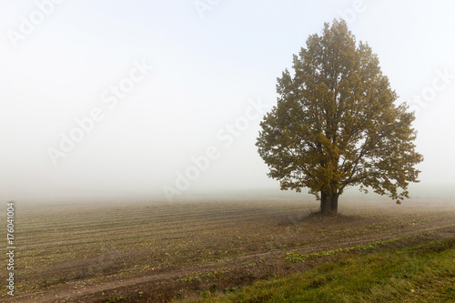 field and tree, fog