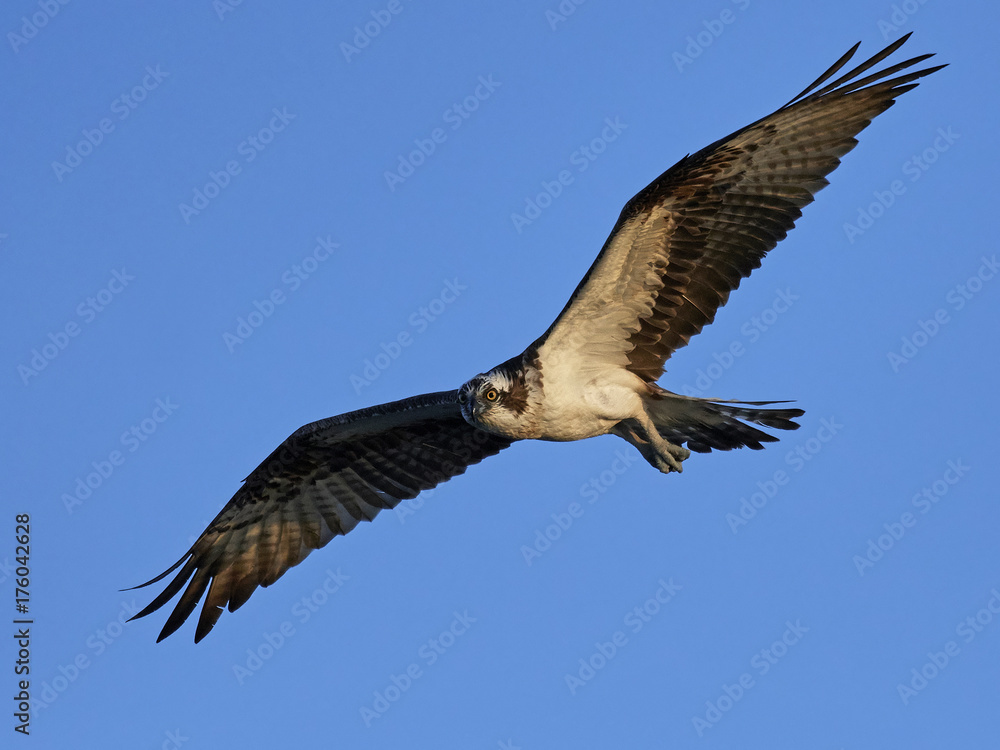 Obraz premium Osprey (Pandion haliaetus)