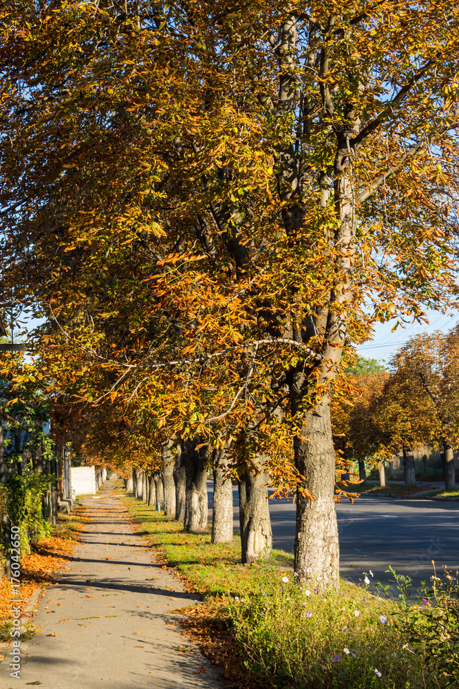 Footpath with chestnut trees on autumn