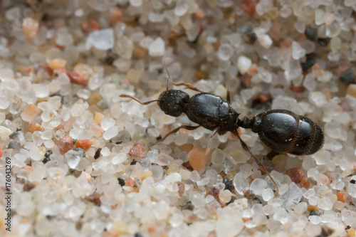 Black ant on sant, macro photo