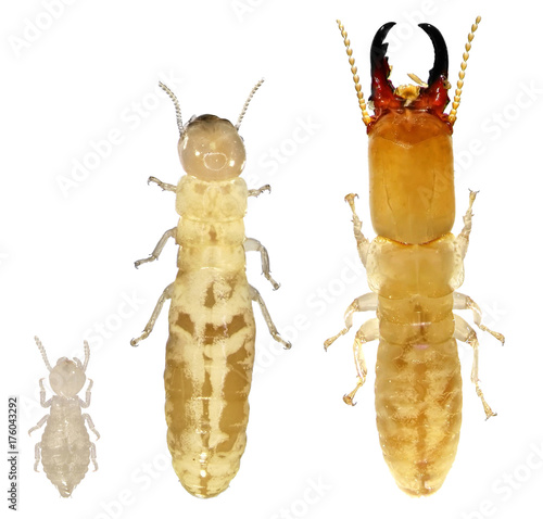 Termites. Nymph, worker and soldier. Macro. Isolated on a white background