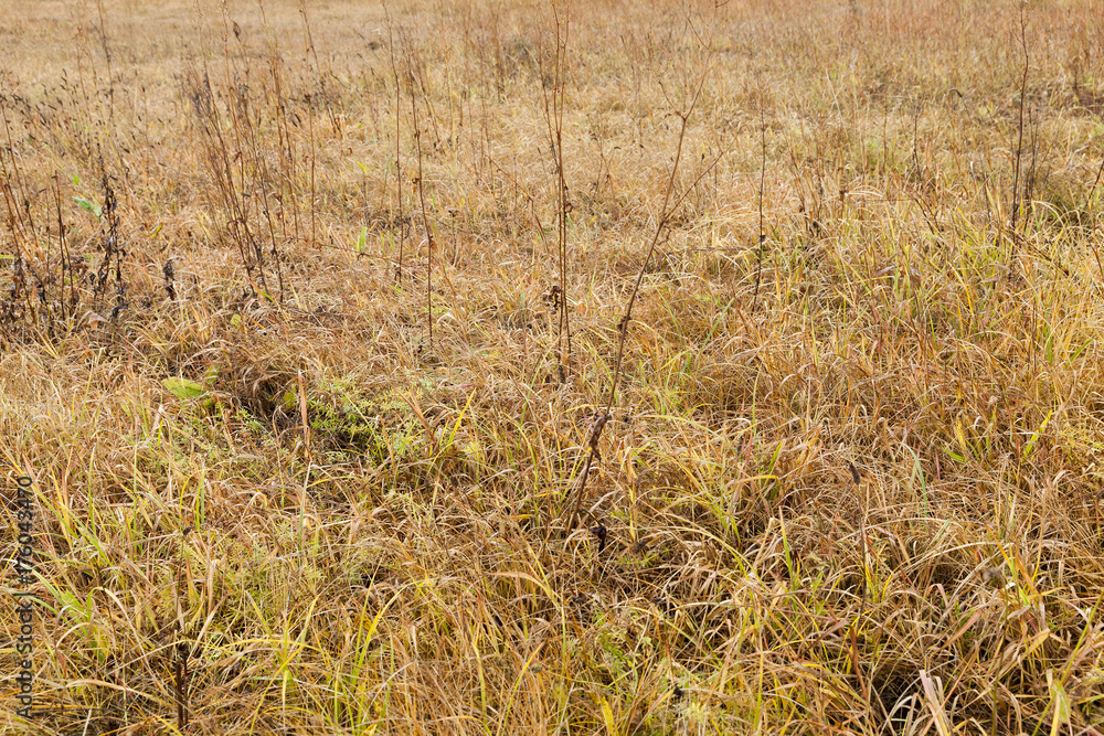 Fototapeta premium Photo of a yellow grass