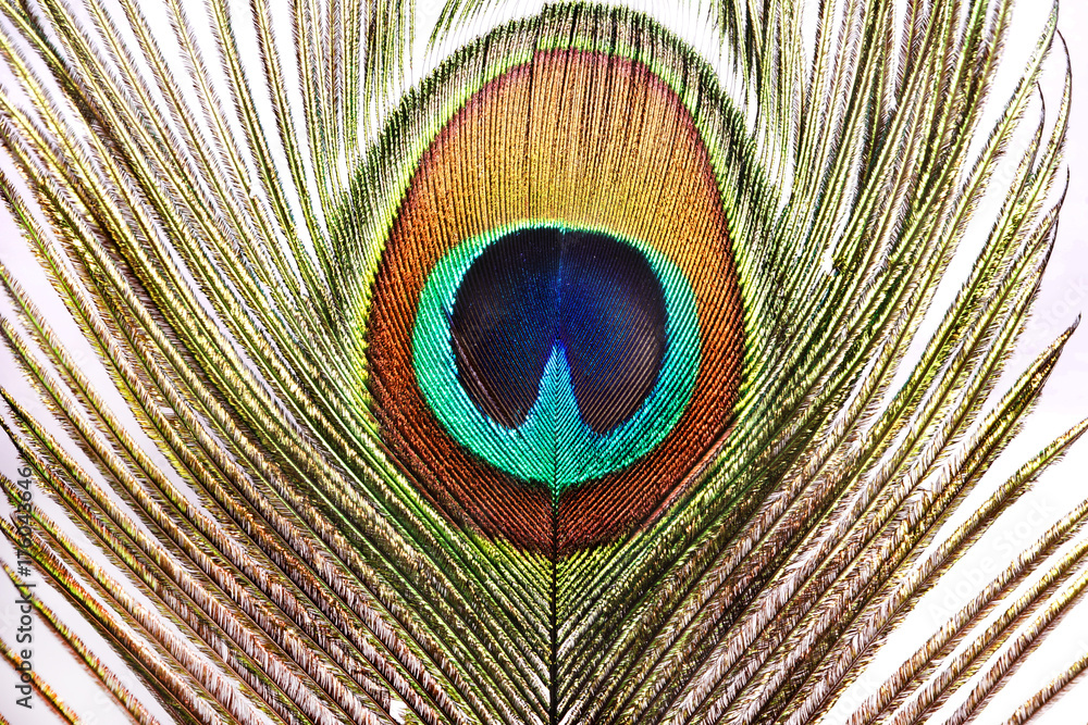 Obraz premium Peacock. 