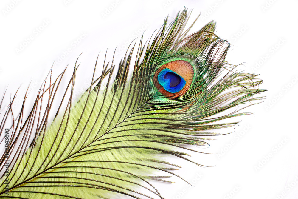 Obraz premium Peacock. 