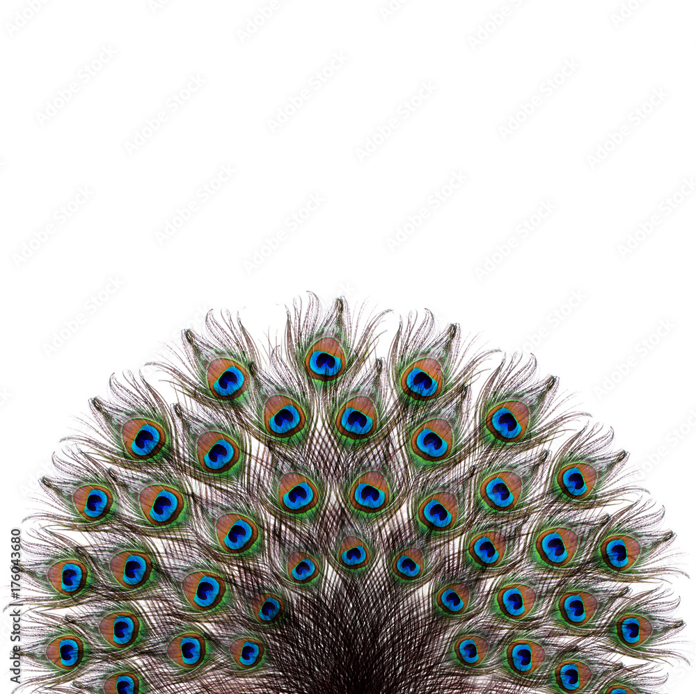 Obraz premium Peacock. 