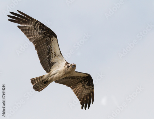 Adult osprey flies close to camera