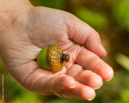 2-year-old opens hand to reveal acorn