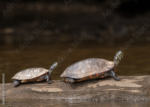 Big turtle and little turtle sun on a log in a creek