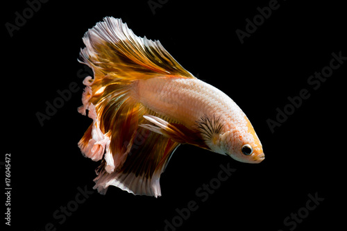 Gold betta fish, siamese fighting fish on black background isolated 