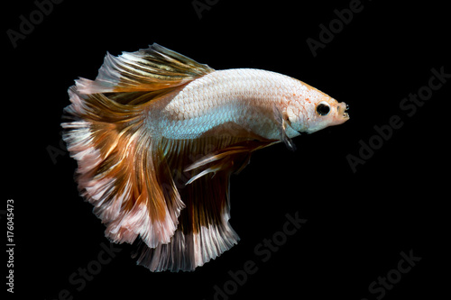 Gold betta fish, siamese fighting fish on black background isolated