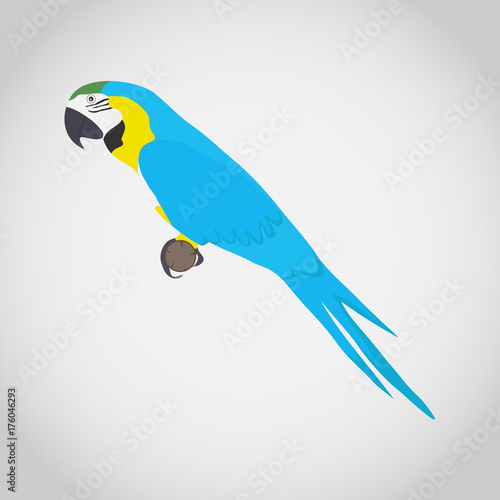 A macaw parrot, a bird. Parrot ara on a white background.