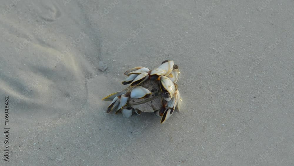 Seashell on the beach the butiful nature. Seashell on the beach the butiful nature.