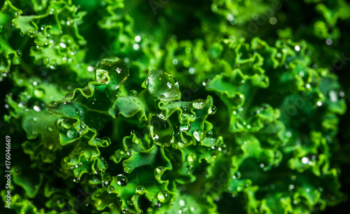 Macro photo close up of water drops on a green vegetable leaf of kale salad