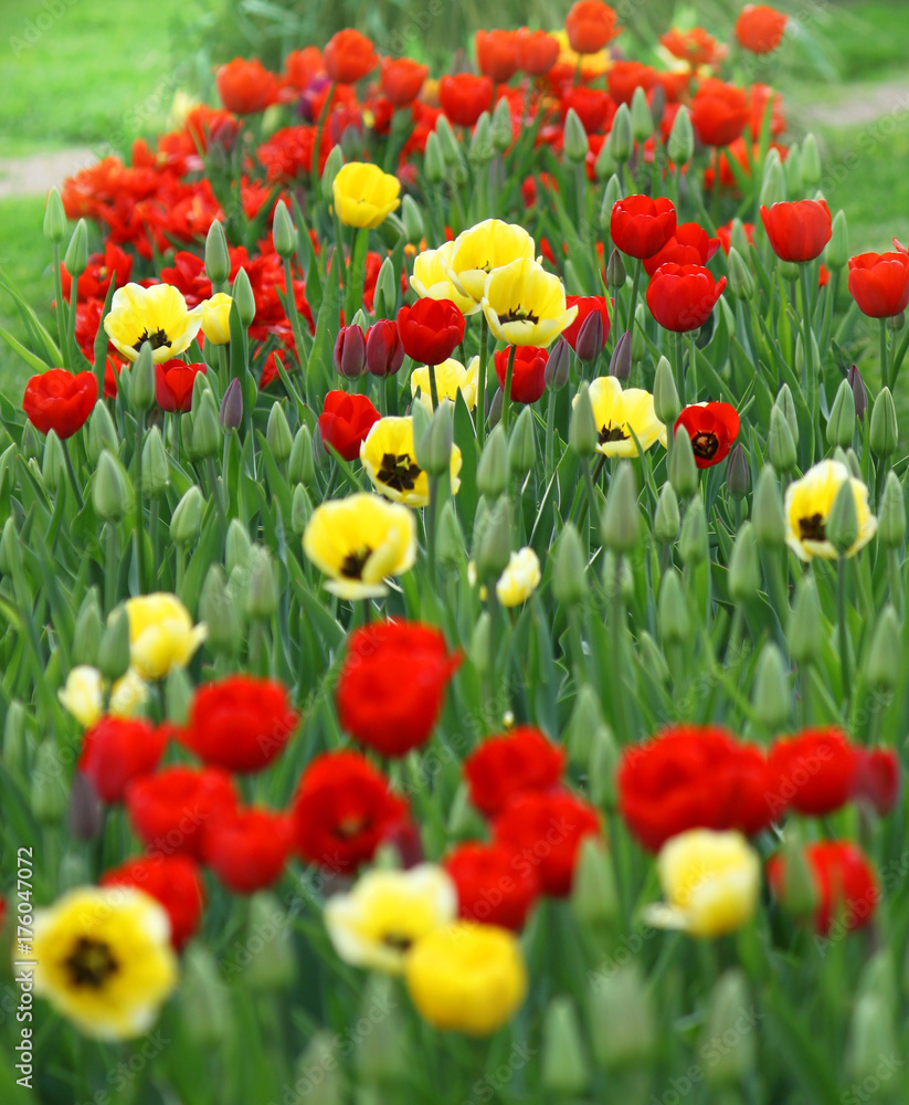 red and yellow tulips red and yellow tulips