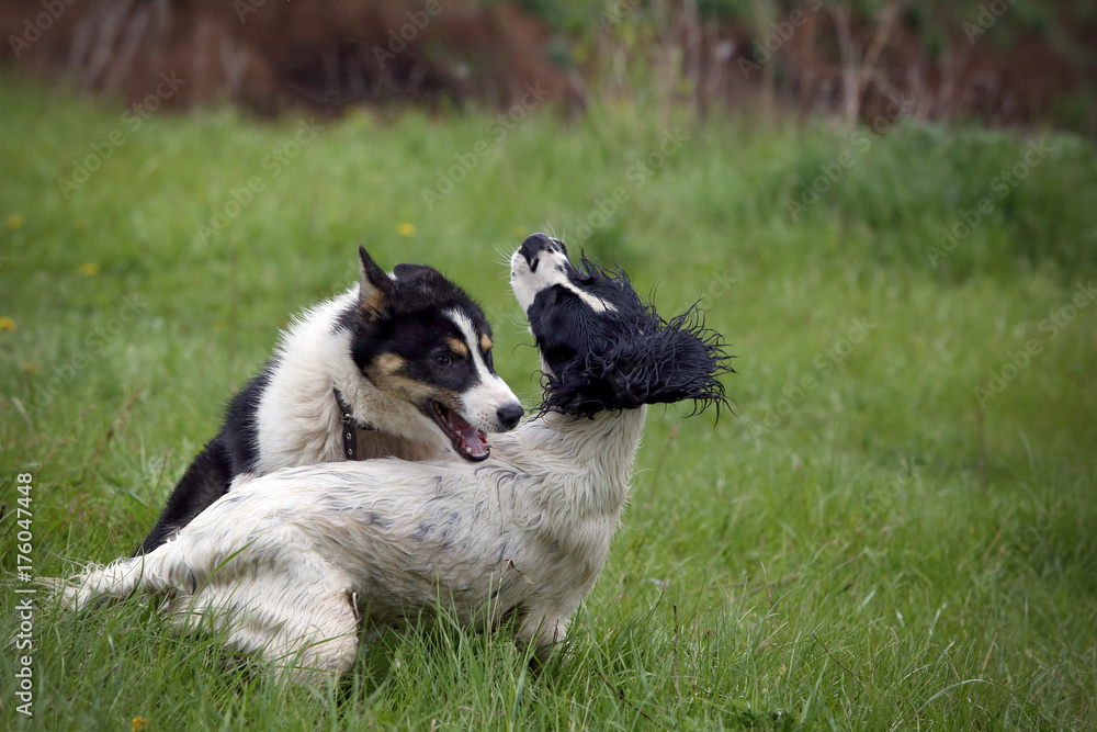 Portrait of a cheerful dog Portrait of a cheerful dog