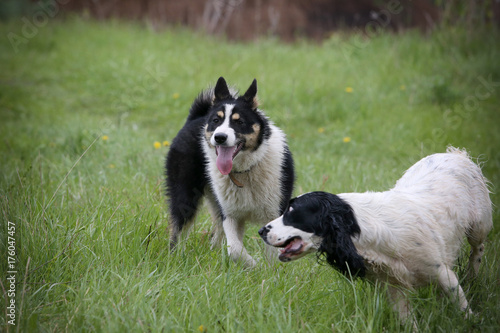 Portrait of a cheerful dog