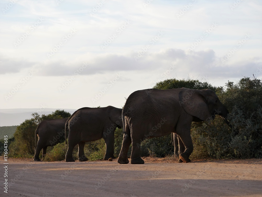 Fototapeta premium elephant of south africa