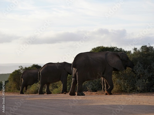 elephant of south africa