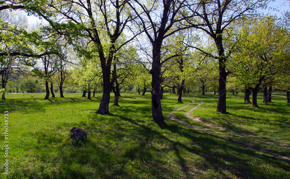 oak grove oak grove