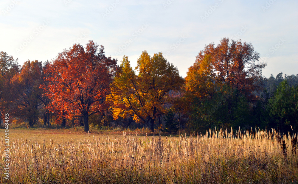 Fototapeta premium autumn landscape