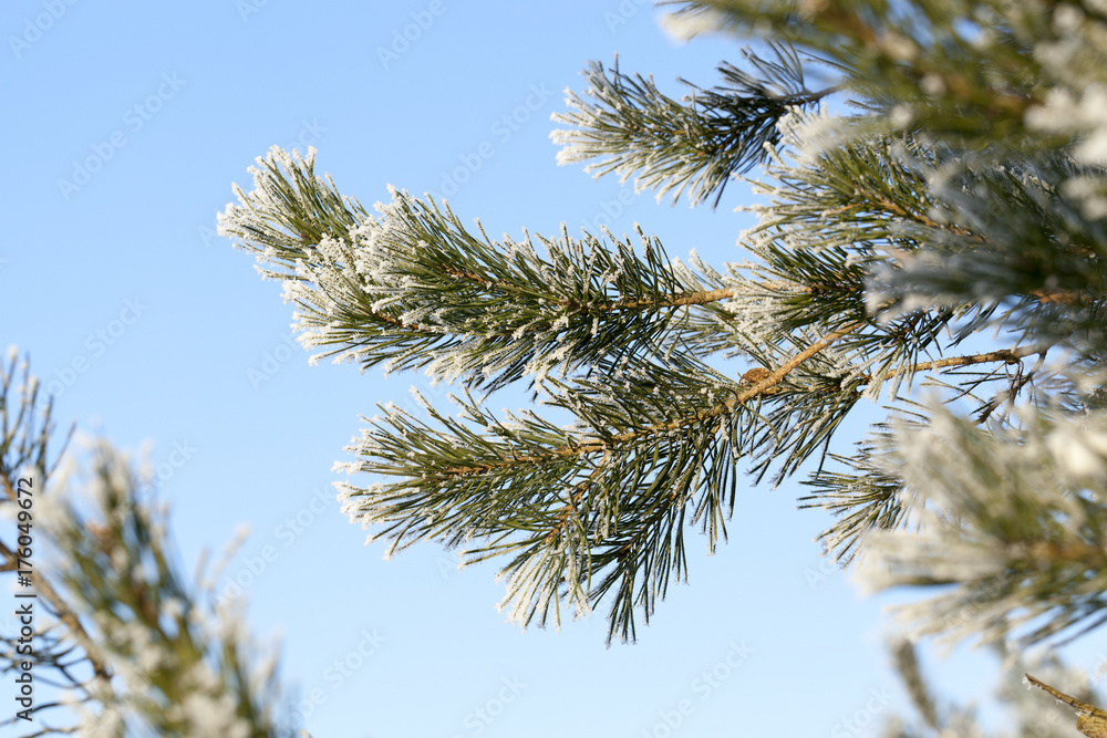 Obraz premium Winter time