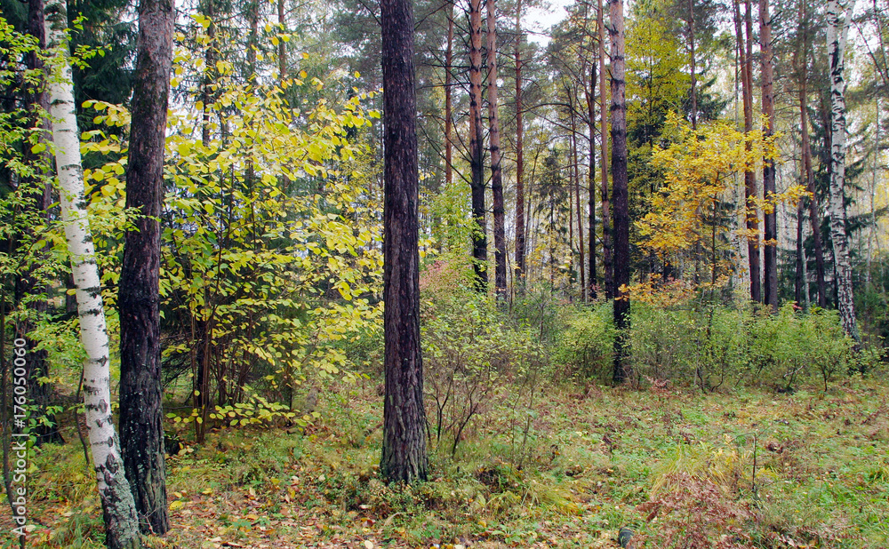 Obraz premium autumn forest