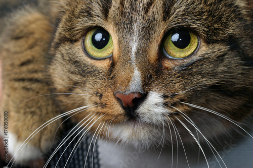 Fototapeta Naklejka Na Ścianę i Meble -  cat portrait