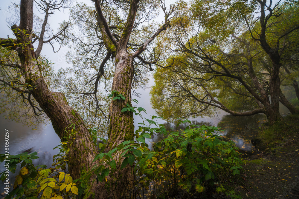 Fototapeta premium Fog over the lake