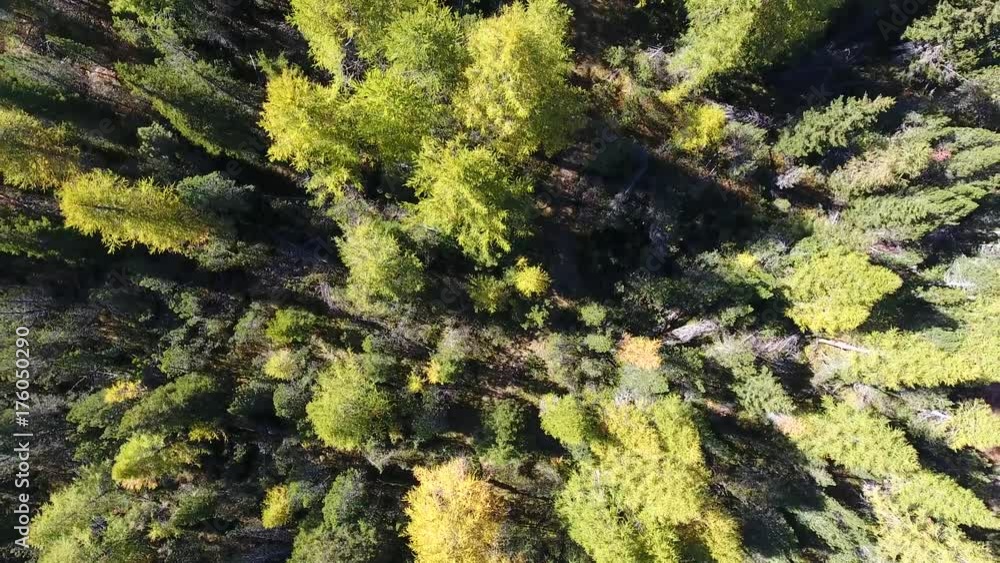 Forest, view from above. Aerial view over the pines Forest, view from above. Aerial view over the pines