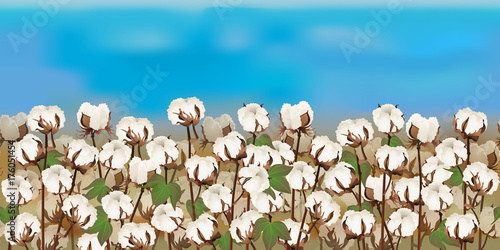 Horizontal seamless cotton field with the blue sky / Realistic vector cotton field in the harvesting time
