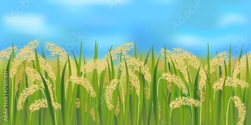 Horizontal seamless rice field with the blue sky / Realistic vector rice field in the harvesting time
