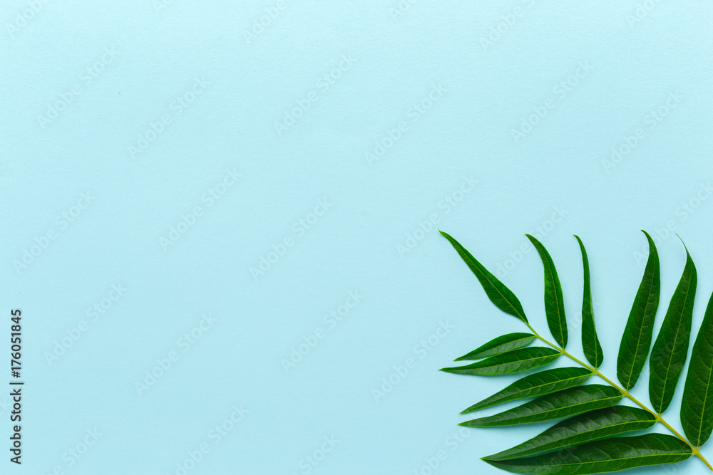 Fototapeta premium Green leaves