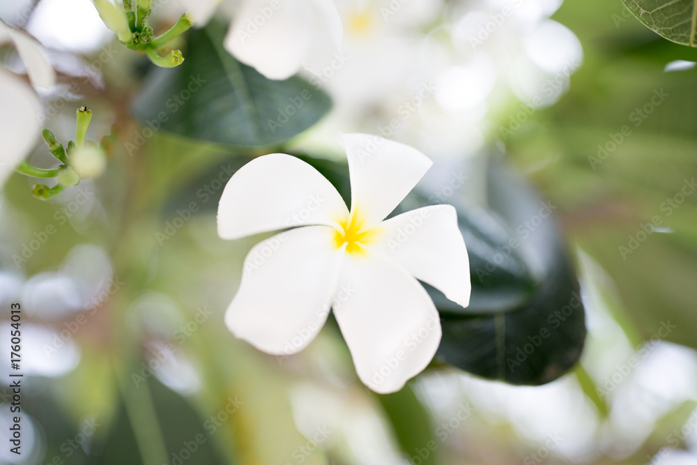 white flower white flower