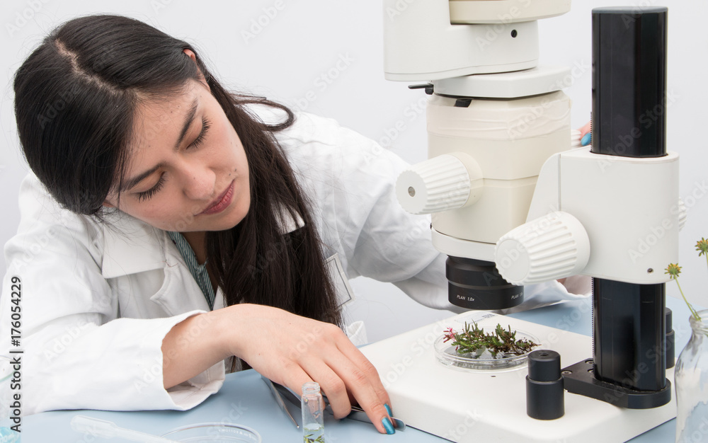 Young botanist at work, preparing fresh plant sample and examining ...