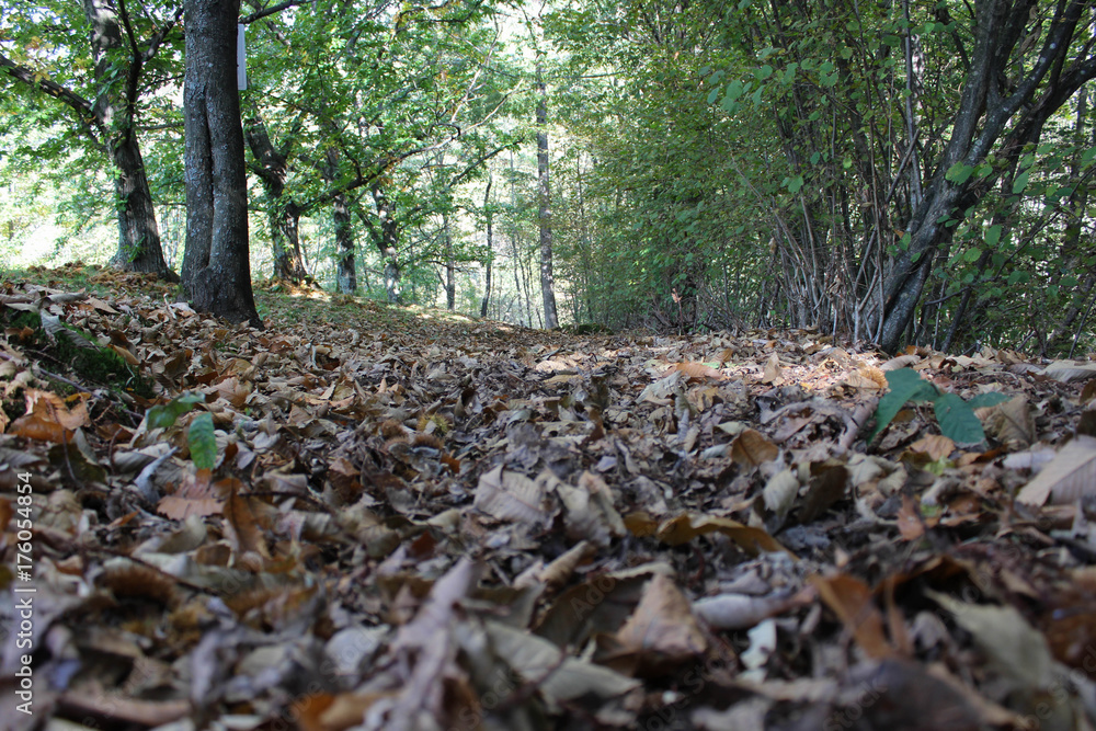 Tappeto di foglie in autunno in mezzo ad un bosco di castagni, Friuli Venezia Giulia, Italia