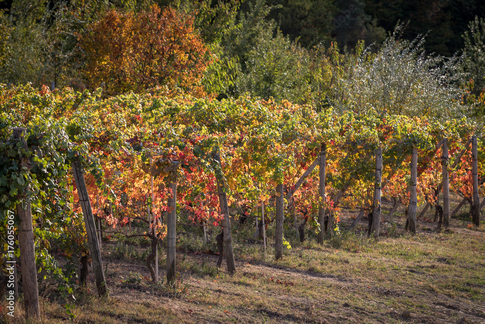 Vineyards in langhe region of northern italy in autumn with full Vineyards in langhe region of northern italy in autumn with full