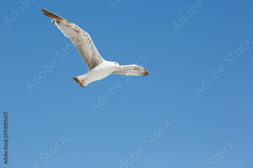 Seagull Flying In Clear Sky