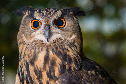 Portrait of owl with orange and black eyes