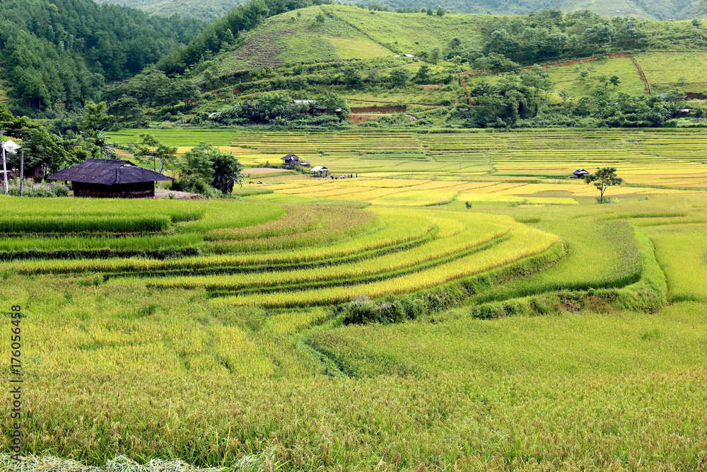 Rice fields on terraced of Vietnam