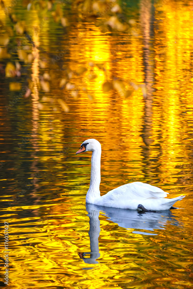 Fototapeta premium Swan on a lake in a park in autumn.