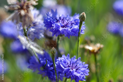 Cornflowers on a green background